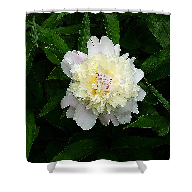 White Peony Shower Curtain featuring the photograph White Peony Solitaire by Mike McBrayer