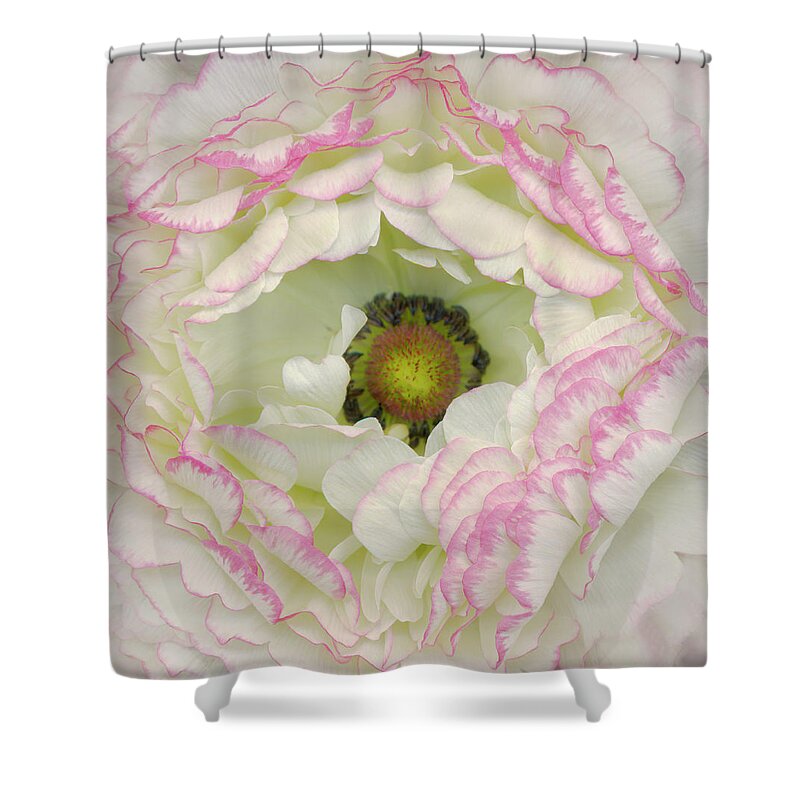 Petal Shower Curtain featuring the photograph White Ranunculus Ranunculus Sp, Close-up by John Grant