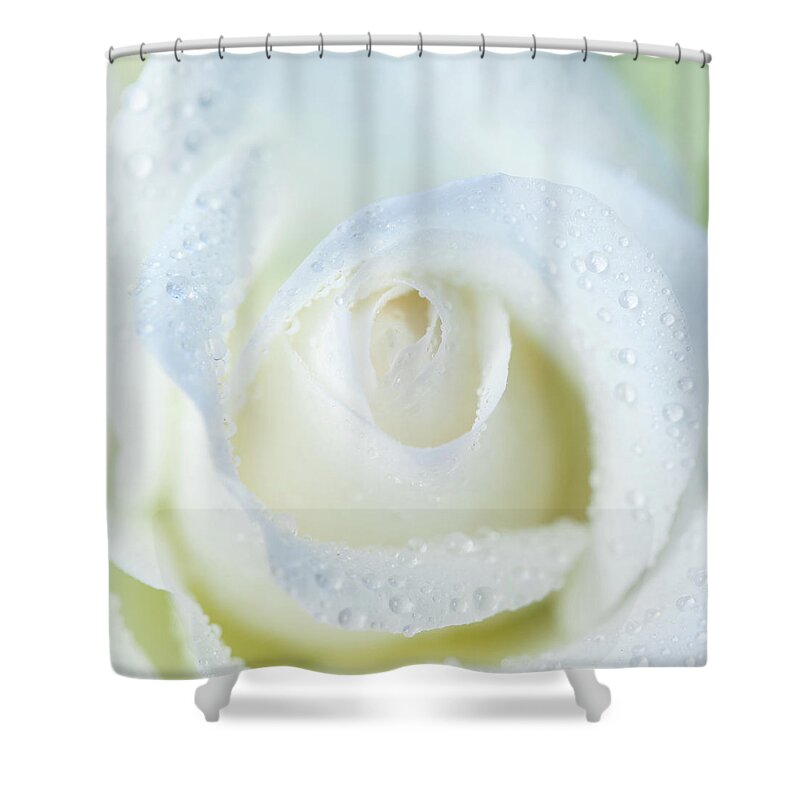 Petal Shower Curtain featuring the photograph White Rose by Nadyaphoto