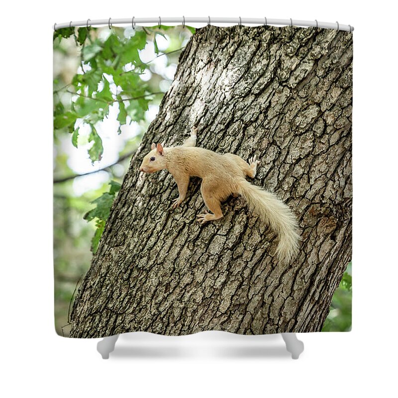Squirrel Shower Curtain featuring the photograph White Squirrel by David Wagenblatt