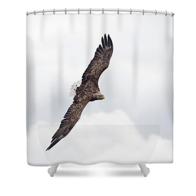 White Shower Curtain featuring the photograph White-Tailed Eagle Against White Clouds by Pete Walkden
