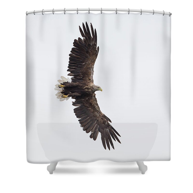 White Shower Curtain featuring the photograph White-Tailed Eagle Wingspan by Pete Walkden