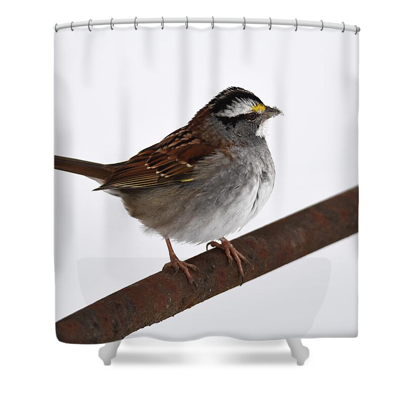 Sparrow Shower Curtain featuring the photograph White-throated Sparrow 3 by Ann Bridges