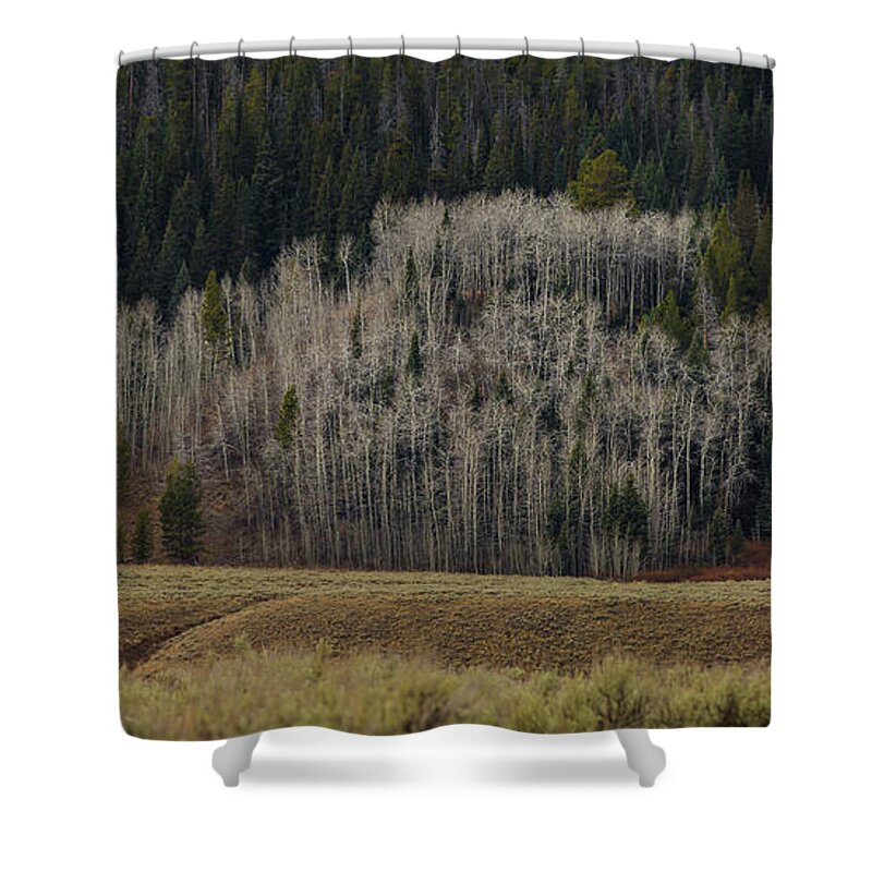 Trees Shower Curtain featuring the photograph White aspen trees, Wyoming by Julieta Belmont