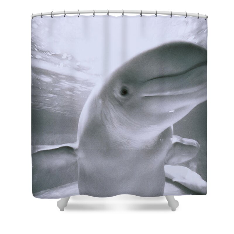 Underwater Shower Curtain featuring the photograph White Whale by Henry Horenstein