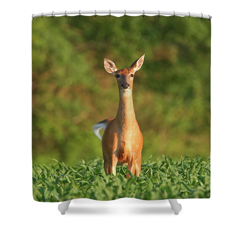Alertness Shower Curtain featuring the photograph Whitetail Deer Doe Standing In A Summer by Banksphotos