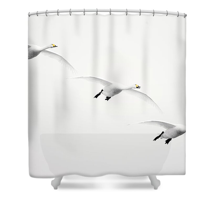 Formation Flying Shower Curtain featuring the photograph Whooper Swan Cygnus Cygnus by Roine Magnusson