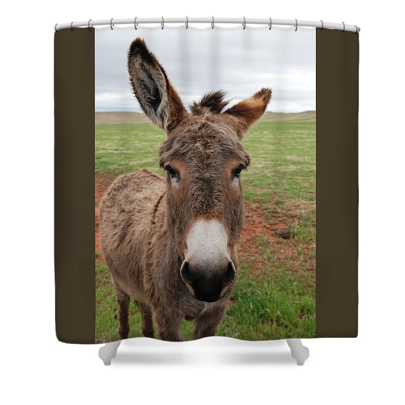 Wild Burro Shower Curtain featuring the photograph Wild Burro by Phyllis Taylor