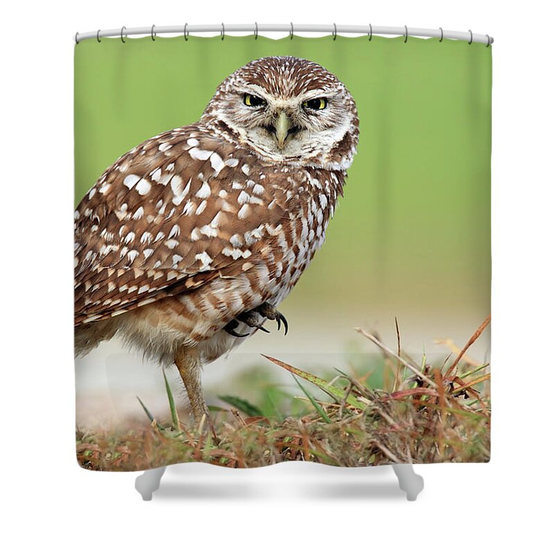 Cape Coral Shower Curtain featuring the photograph Wild Burrowing Owl Balancing On One Leg by Mlorenzphotography