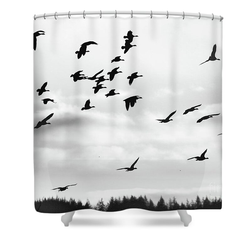 Canadian Geese Shower Curtain featuring the photograph WIld Geese Silhouette by Scott Cameron