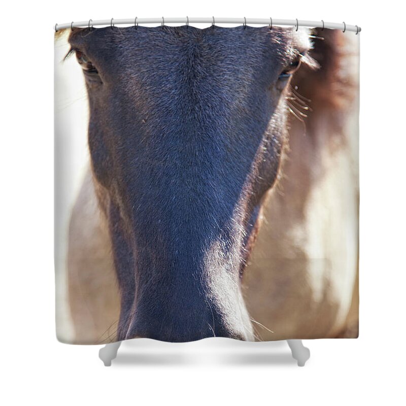 Horse Shower Curtain featuring the photograph Wild Horse, Iceland by Elisabeth Pollaert Smith