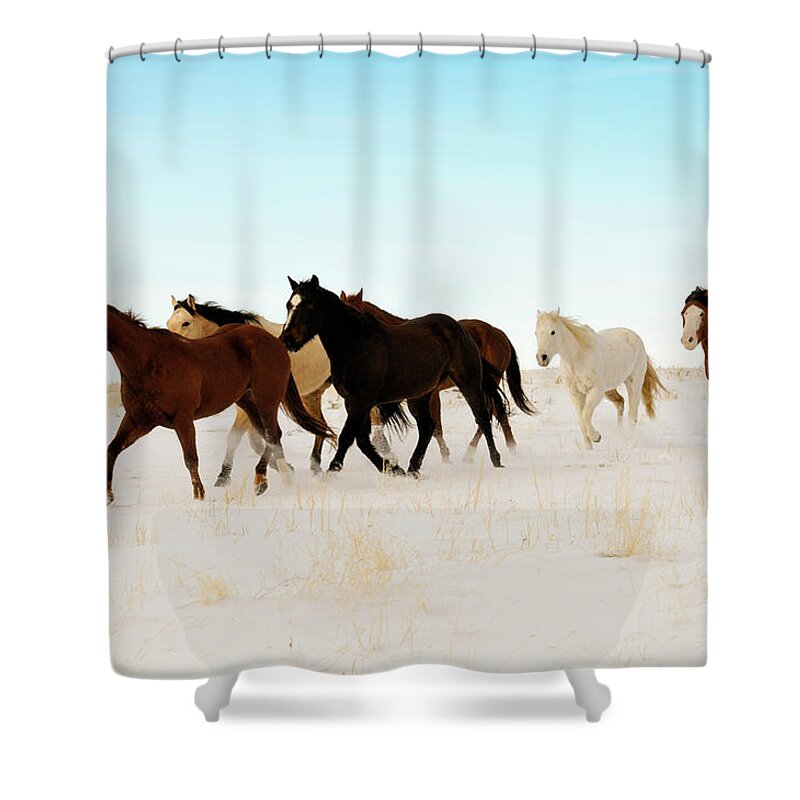 Horse Shower Curtain featuring the photograph Wild Horses Running Across A Snowy by Lifejourneys