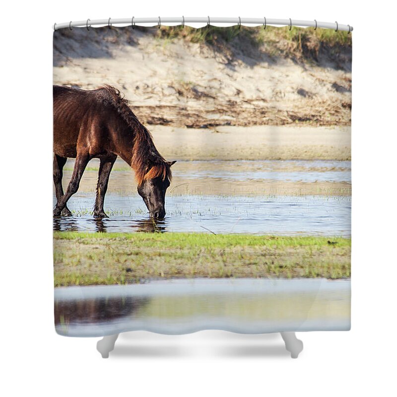 Wild Horse Shower Curtain featuring the photograph Wild Mustang on Shackleford Banks by Bob Decker