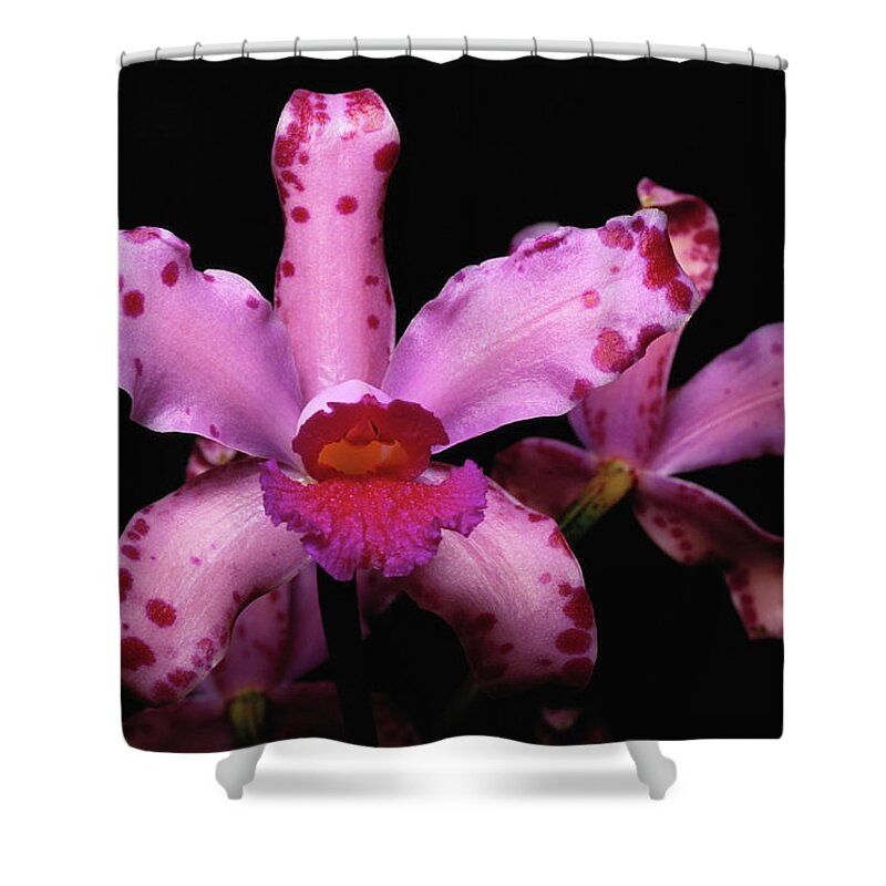 Black Color Shower Curtain featuring the photograph Wild Orchid Cattleya Amethystoglossa by Kevin Schafer