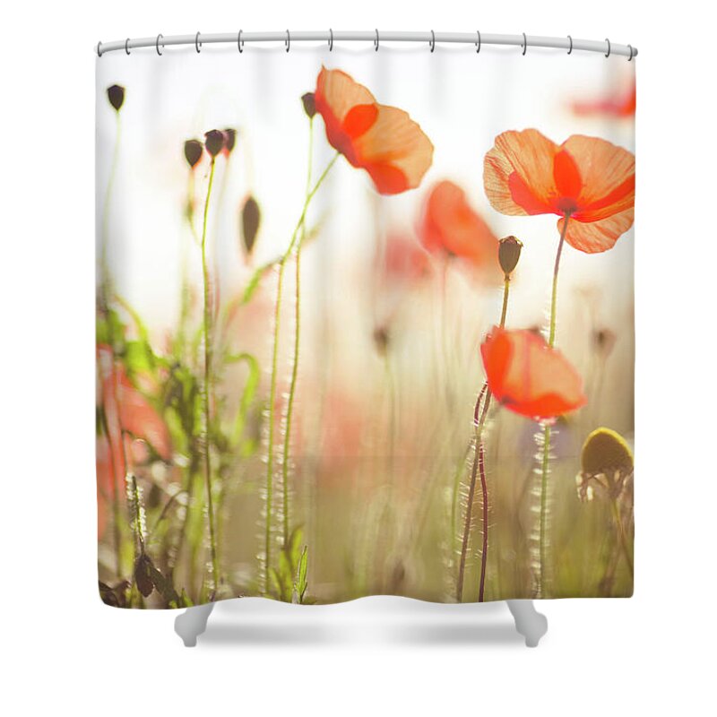 Dorset Shower Curtain featuring the photograph Wild Poppies In Dorset by Olivia Bell Photography