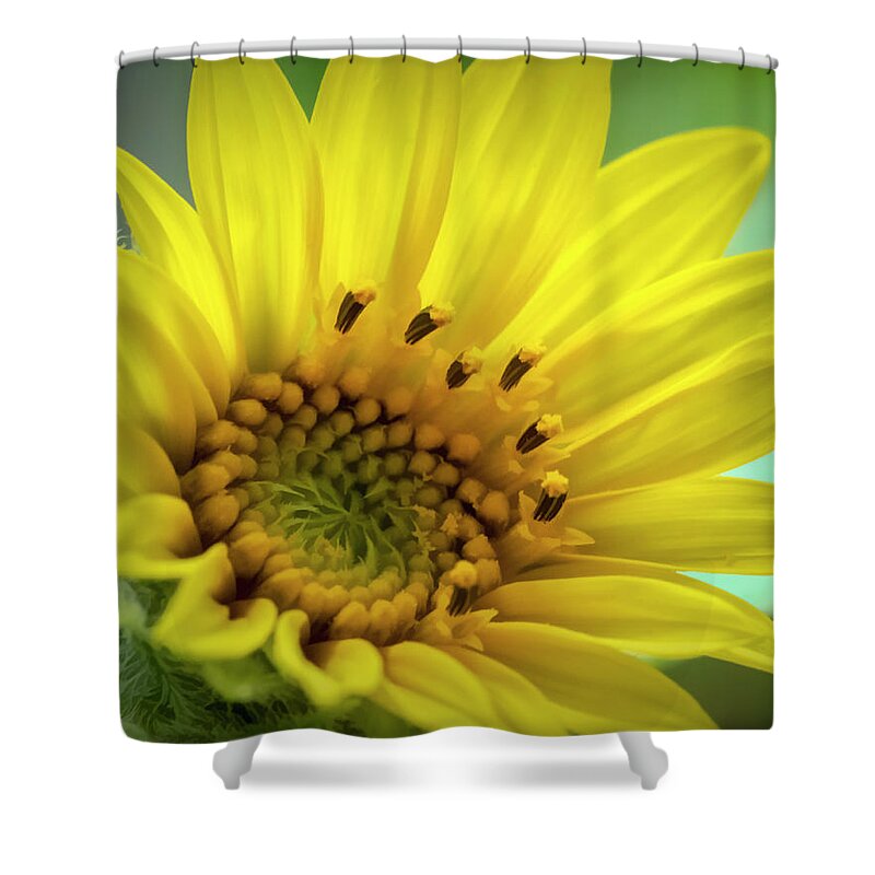 Sunflower Shower Curtain featuring the photograph Wild Sunflower by Cathy Kovarik