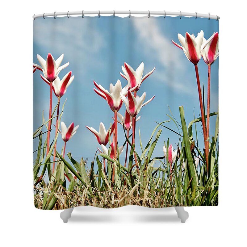 Grass Shower Curtain featuring the photograph Wild Tulips by Pkg Photography