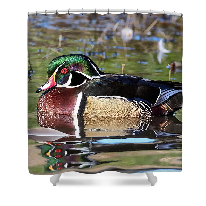 Wood Duck Shower Curtain featuring the photograph Wild Wood Duck on the Old Mill Pond by Kathleen Bishop