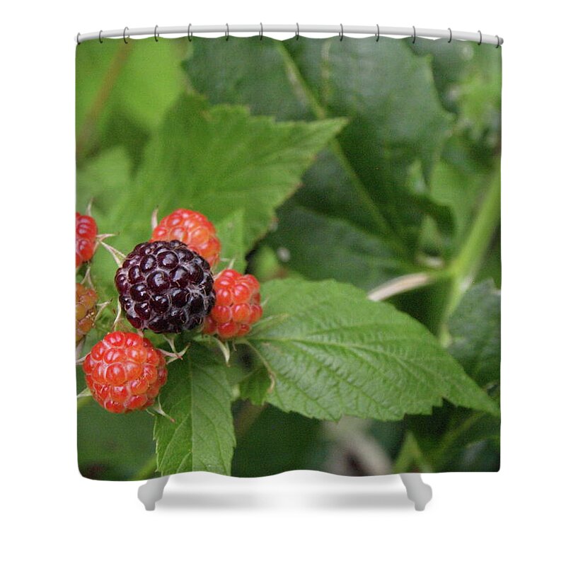 Berry Shower Curtain featuring the photograph Wildly Fruity by Jeffrey Peterson