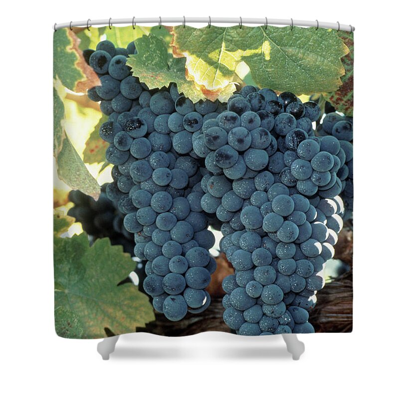 Purple Shower Curtain featuring the photograph Wine Grapes, Vineyard, Ca by Mark Gibson