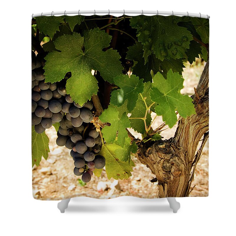 Alcohol Shower Curtain featuring the photograph Wine Grapes by Willselarep