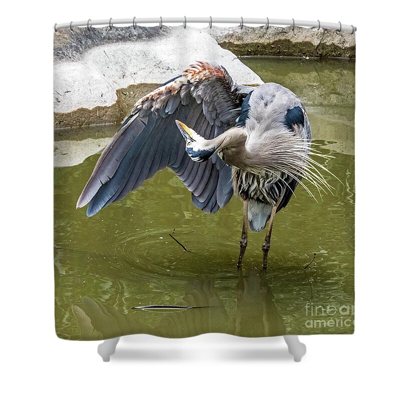 Great Blue Heron Shower Curtain featuring the photograph Great Blue Preening by Kate Brown