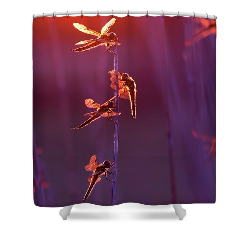 Spot Colour Shower Curtains