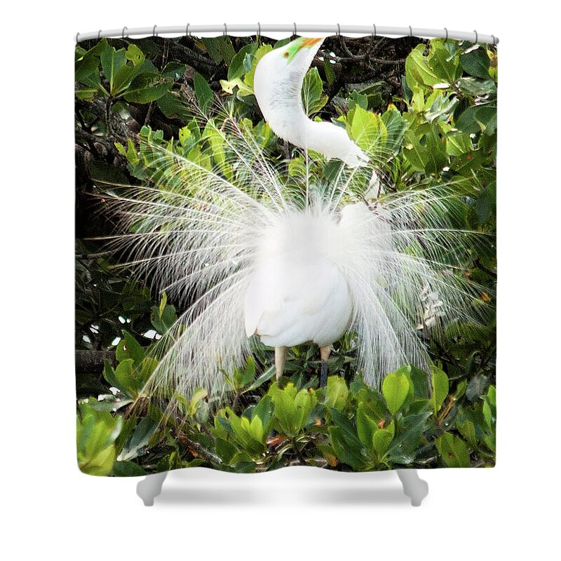 Egret Shower Curtain featuring the photograph Wings and Tail All a Flutter by Leslie Struxness