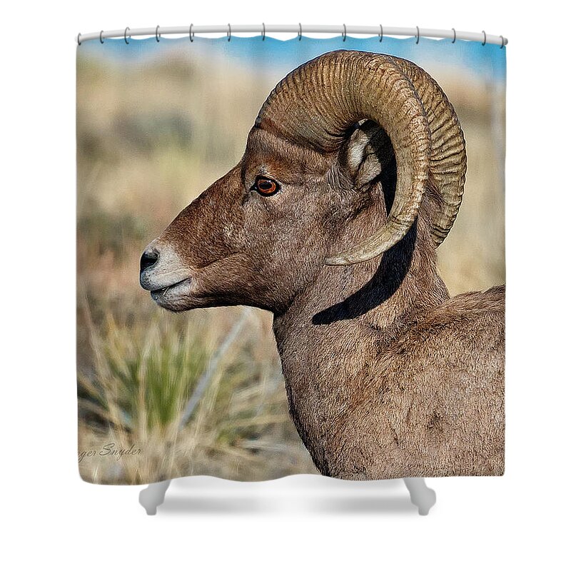 Bighorn Shower Curtain featuring the photograph Winter Bighorn Ram 3 by Roger Snyder