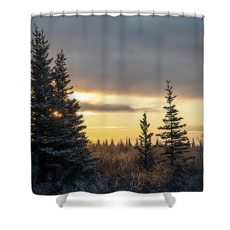 Forest Shower Curtain featuring the photograph Winter Forest Sunrise by Mark Hunter