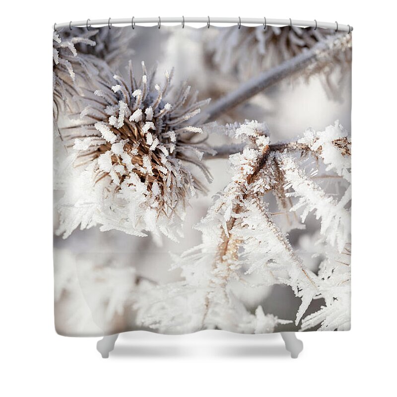 Freezing Shower Curtain featuring the photograph Winter frost on a garden thistle close up by Simon Bratt