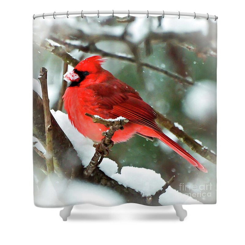 Cardinal Shower Curtain featuring the photograph Winter Red Bird - Male Northern Cardinal with a Snow Beak by Kerri Farley