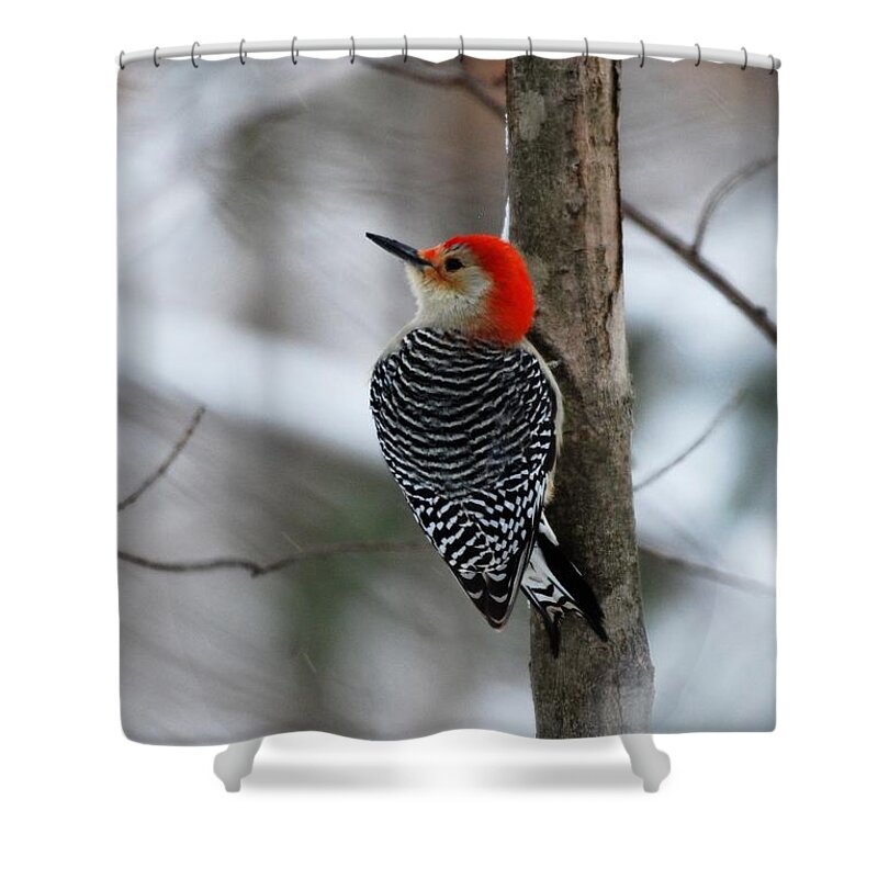 Red Bellied Woodpecker Shower Curtain featuring the photograph Winter Visitor by Sonja Jones