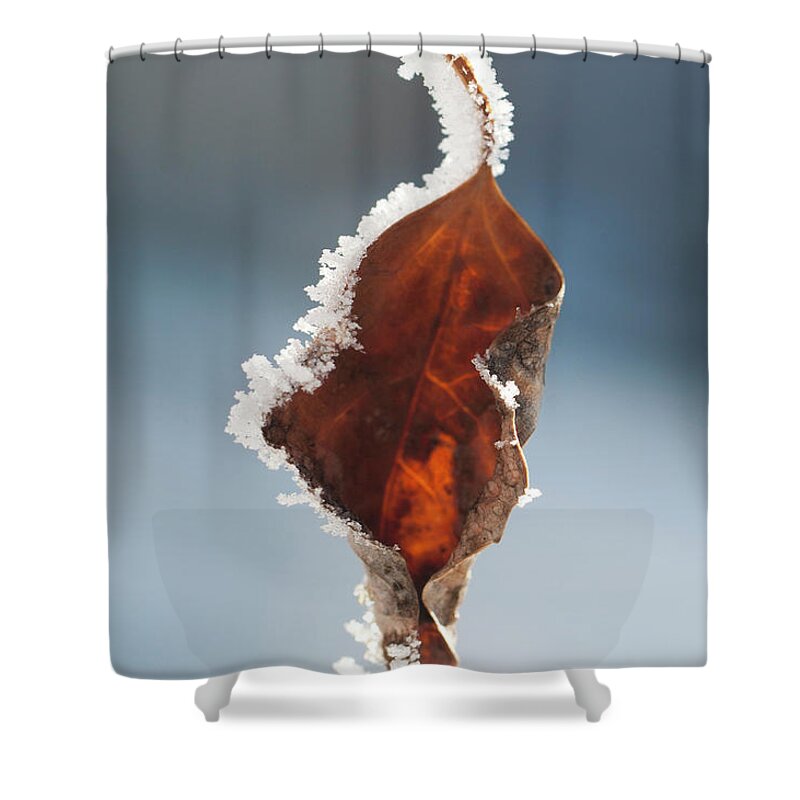 Colorado Shower Curtain featuring the photograph Wither and Frost by Julia McHugh