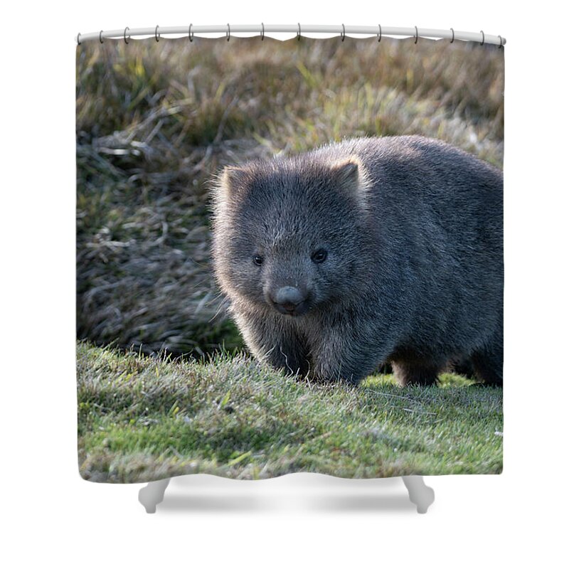 Wombat Shower Curtain featuring the photograph Wombat by Patrick Nowotny