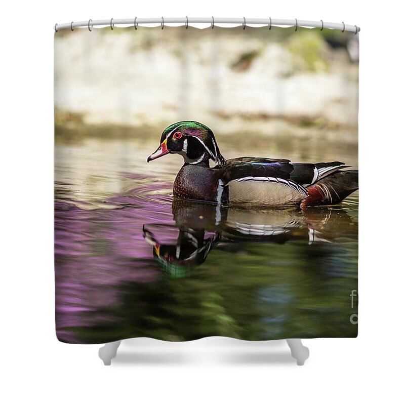Male Wood Duck Shower Curtains
