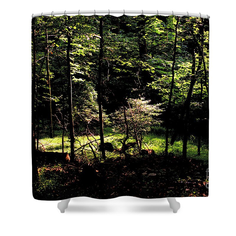 Forest Shower Curtain featuring the photograph Woodland Calm - No. 17 by Steve Ember