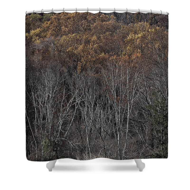 Forest Shower Curtain featuring the photograph Woods by Paul Ross