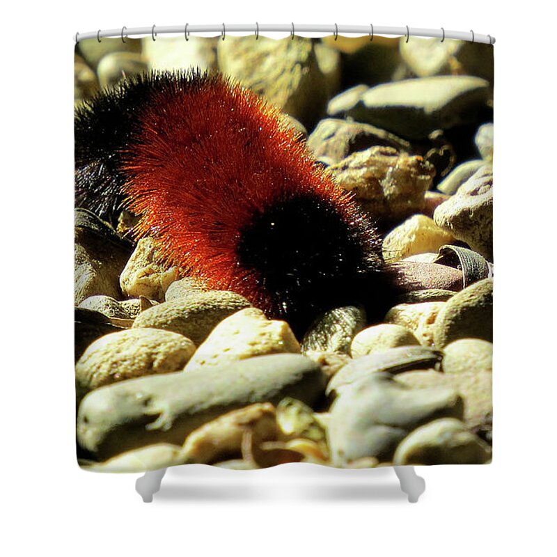 Woolly Bear Caterpillar Shower Curtain featuring the photograph Woolly Bear Caterpillar on the Rocks by Linda Stern