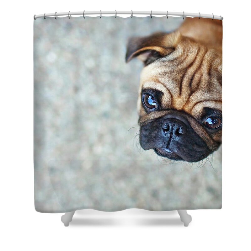 Pets Shower Curtain featuring the photograph Wrinkly Pug Puppy by Melissa Lomax Speelman