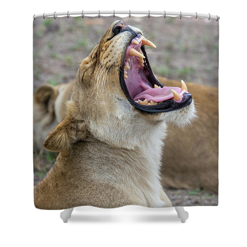 Lion Shower Curtain featuring the photograph Yawning Lioness by Mark Hunter
