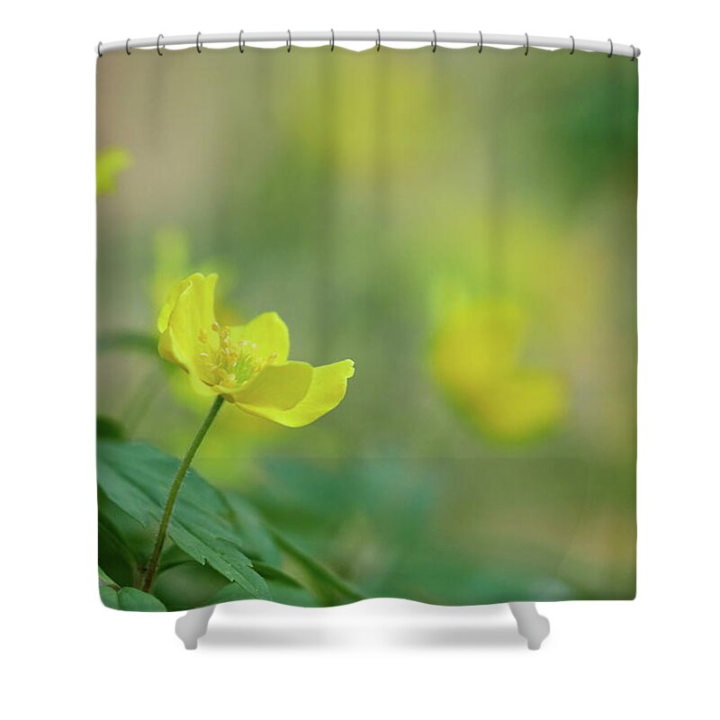 Anemone Ranunculoides Shower Curtain featuring the photograph Yellow anemone and friends by Jouko Lehto