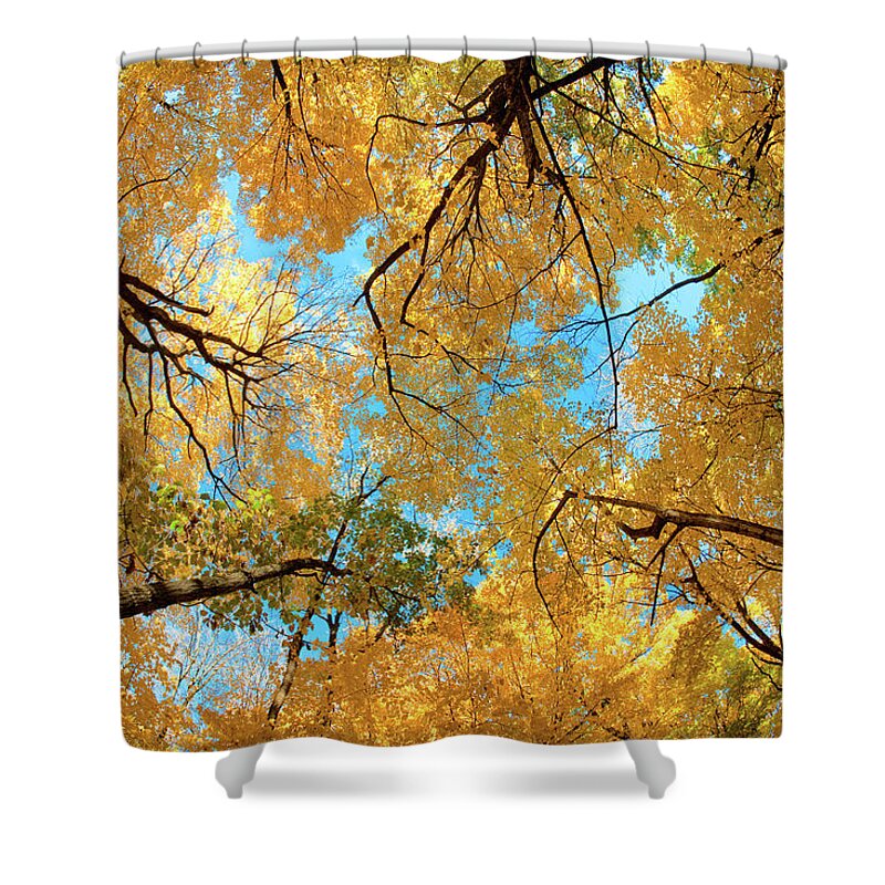 Yellow Shower Curtain featuring the photograph Yellow Autumn Canopy by Todd Klassy