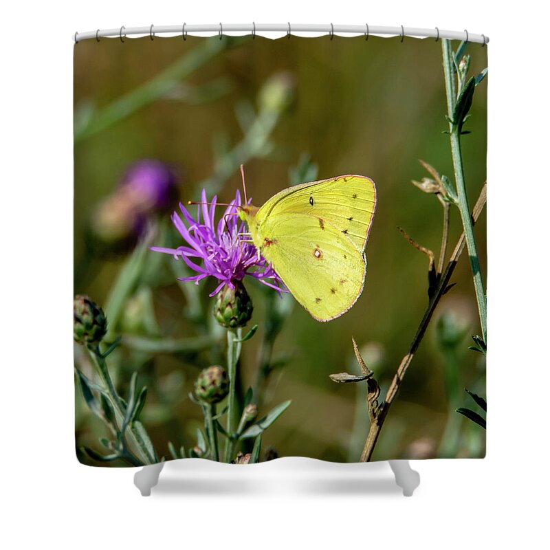 Butterfly Shower Curtain featuring the photograph Yellow Butterfly 7201 by Cathy Kovarik