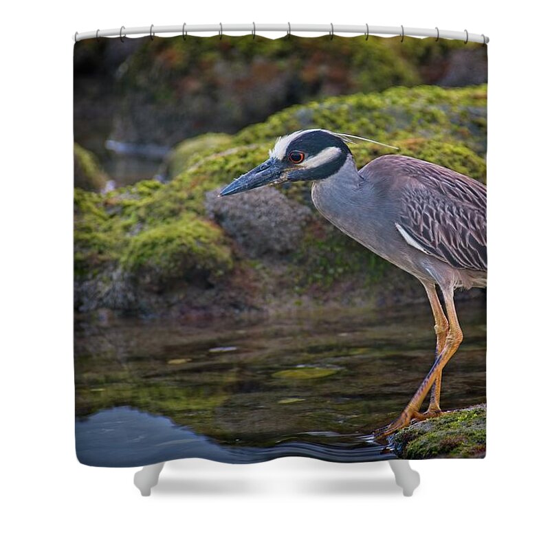Coral Cove Shower Curtain featuring the photograph Yellow-crowned Night Heron by Steve DaPonte