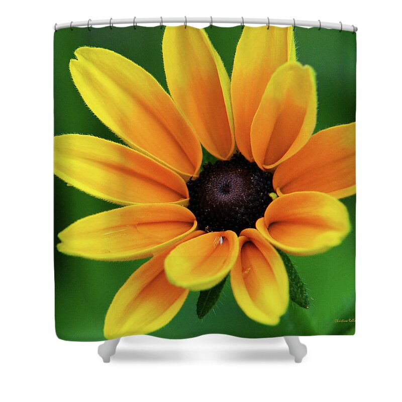 Yellow Flowers Shower Curtain featuring the photograph Yellow Flower Black Eyed Susan by Christina Rollo