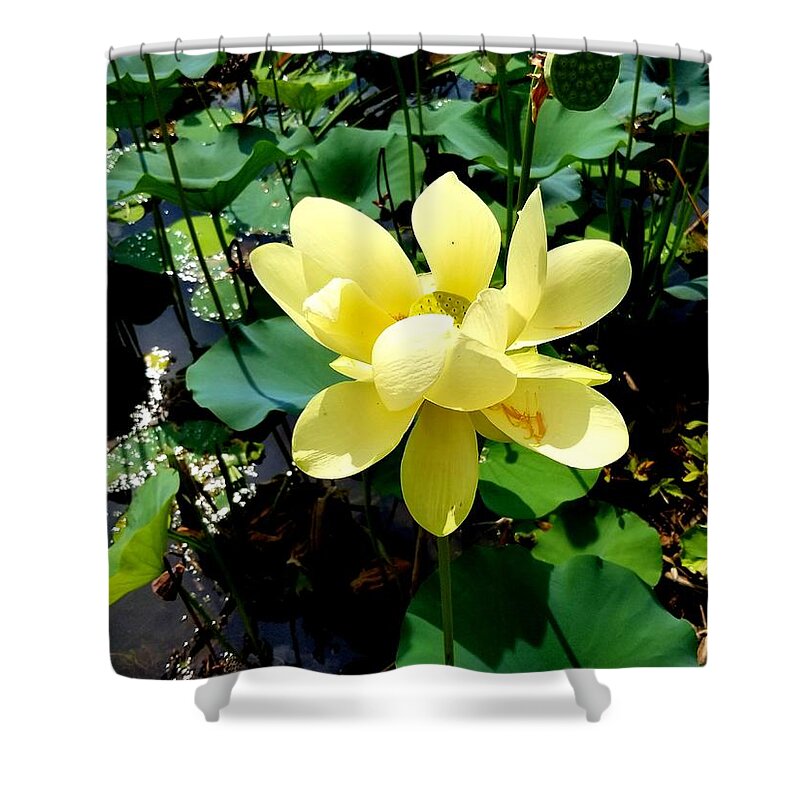 Yellow Shower Curtain featuring the photograph Yellow Flower by Joe Roache