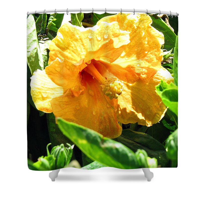 Flower Shower Curtain featuring the photograph Yellow Giant After The Rain by Amy Hosp