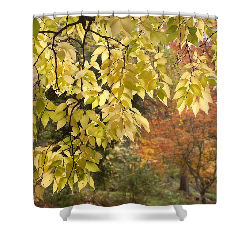 Jenny Rainbow Fine Art Photography Shower Curtain featuring the photograph Yellow Leaves of American Hackberry Tree 1 by Jenny Rainbow