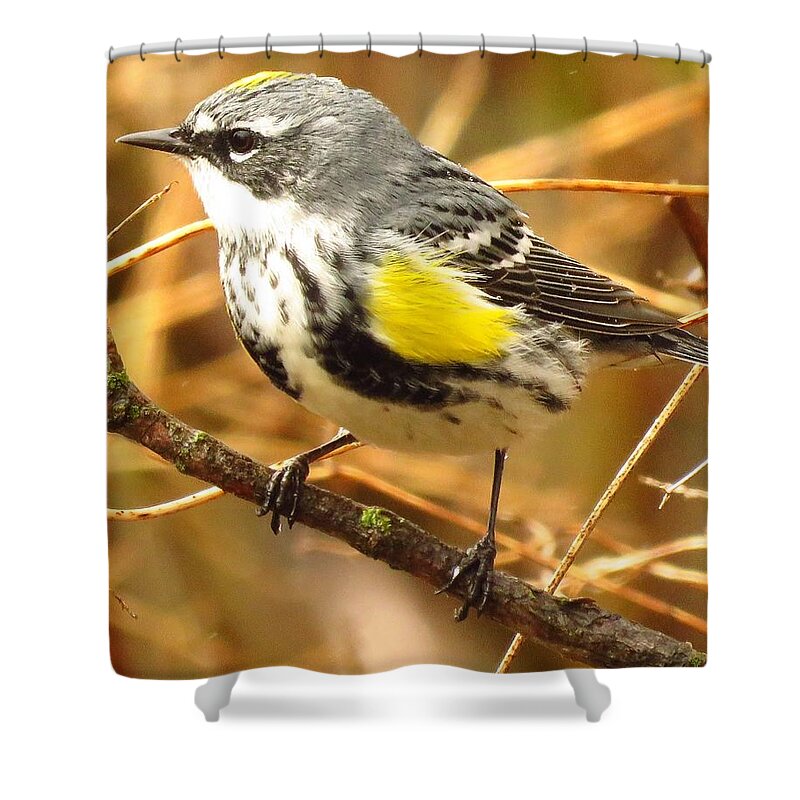 Birds Shower Curtain featuring the photograph Yellow-rumped Warbler by Lori Frisch